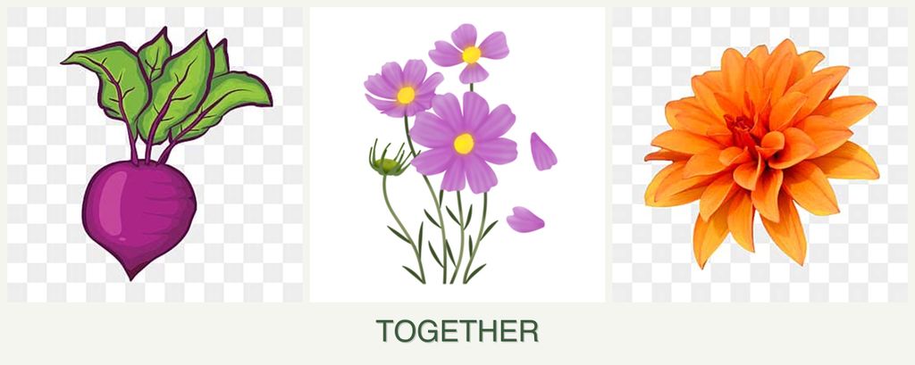 Can you plant beets, cosmos and dahlias together?