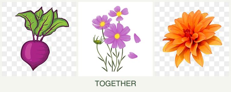 Can you plant beets, cosmos and dahlias together?