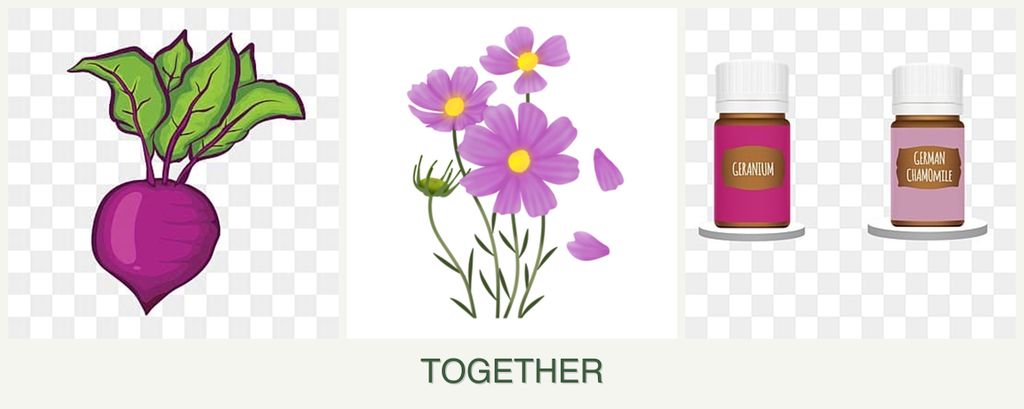 Can you plant beets, cosmos and geraniums together?