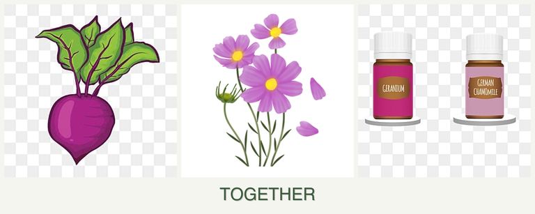 Can you plant beets, cosmos and geraniums together?