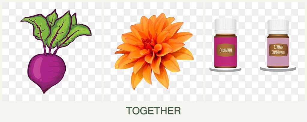 Can you plant beets, dahlias and geraniums together?