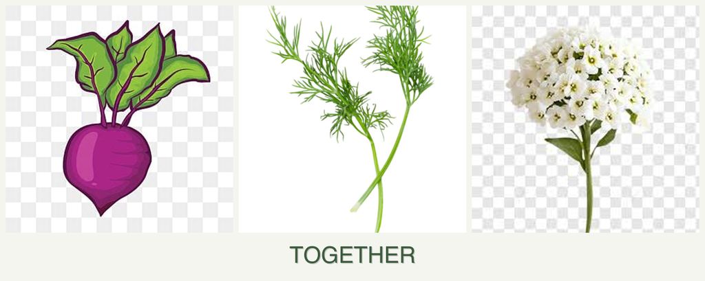 Can you plant beets, dill and alyssum together?