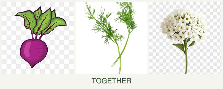 Can you plant beets, dill and alyssum together?