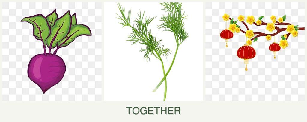 Can you plant beets, dill and apricots together?