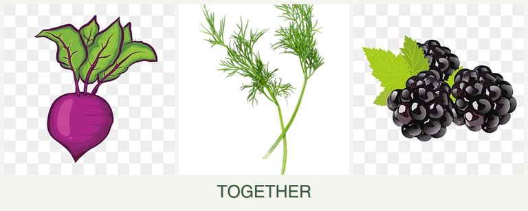 Can you plant beets, dill and blackberries together?