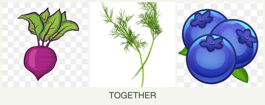 Can you plant beets, dill and blueberries together?