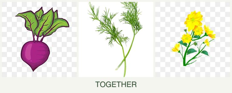 Can you plant beets, dill and calendula together?