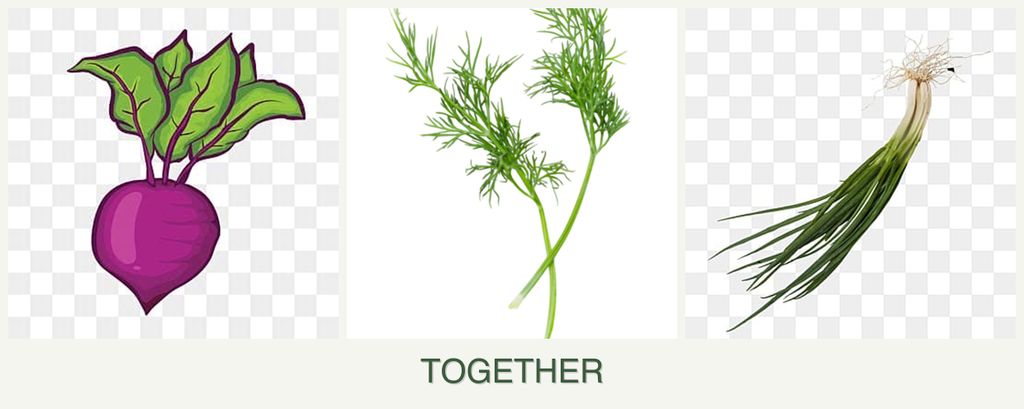 Can you plant beets, dill and chives together?