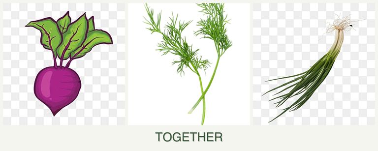 Can you plant beets, dill and chives together?