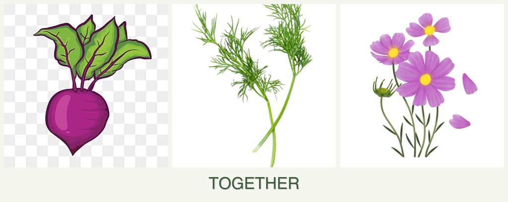 Can you plant beets, dill and cosmos together?