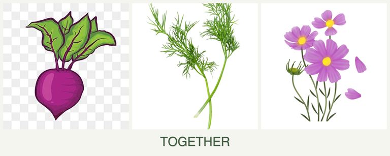 Can you plant beets, dill and cosmos together?