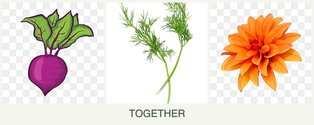 Can you plant beets, dill and dahlias together?