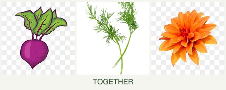 Can you plant beets, dill and dahlias together?