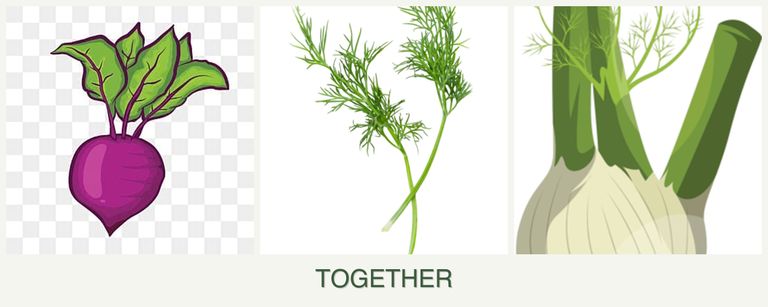 Can you plant beets, dill and fennel together?