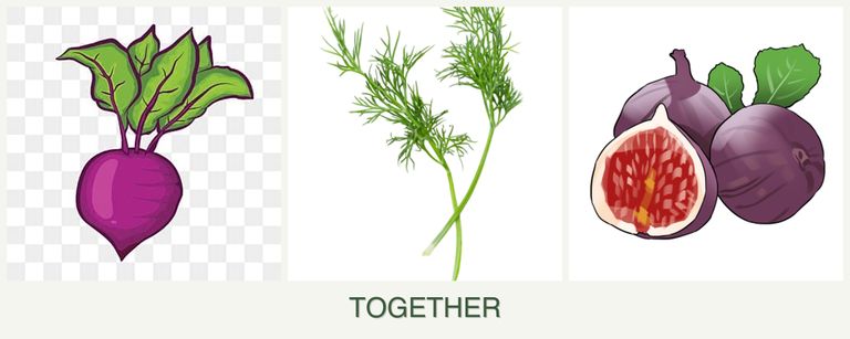Can you plant beets, dill and figs together?