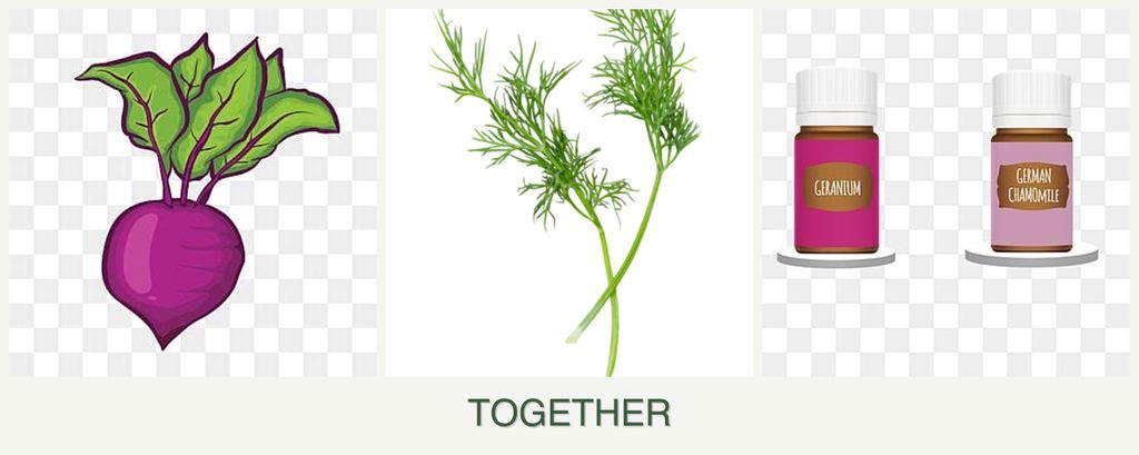 Can you plant beets, dill and geraniums together?