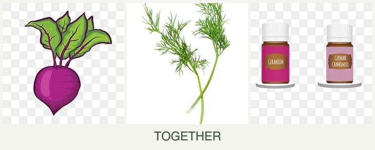 Can you plant beets, dill and geraniums together?