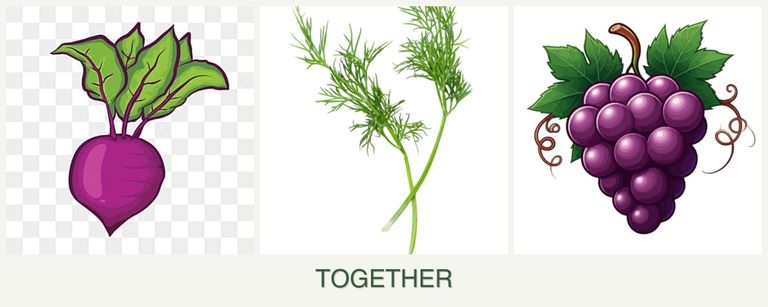 Can you plant beets, dill and grapes together?