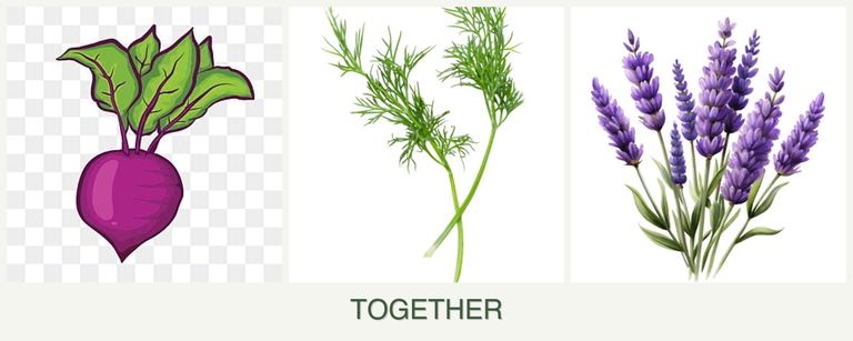 Can you plant beets, dill and lavender together?