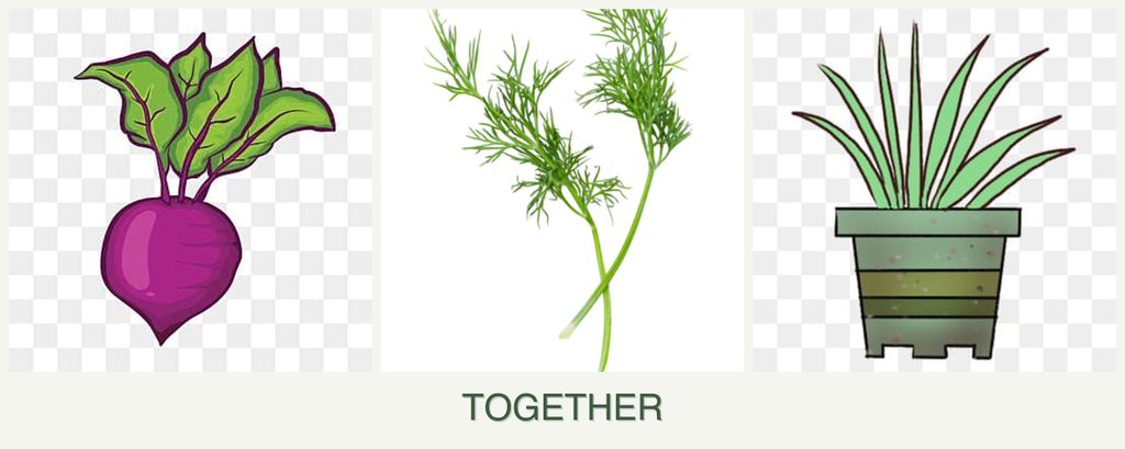 Can you plant beets, dill and lemongrass together?