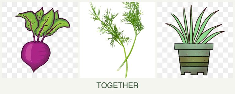 Can you plant beets, dill and lemongrass together?
