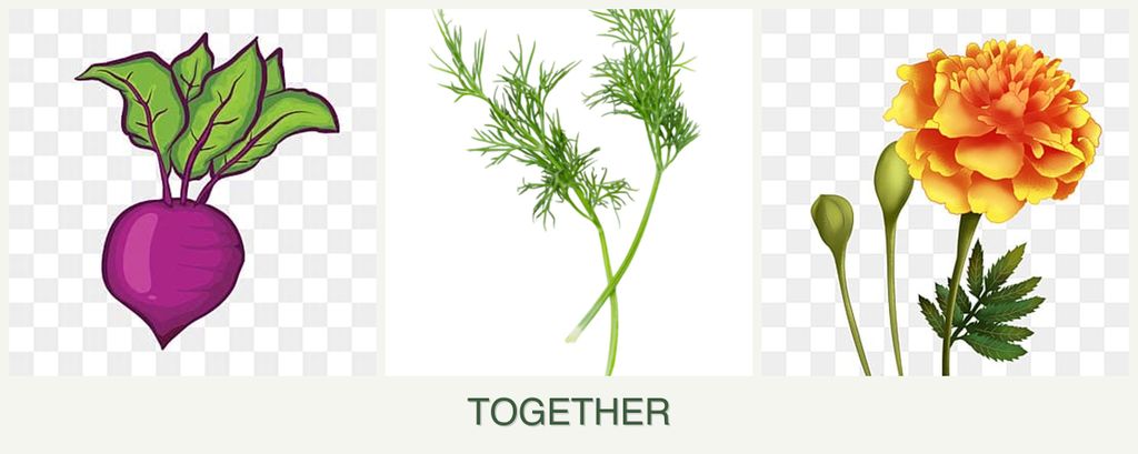 Can you plant beets, dill and marigolds together?