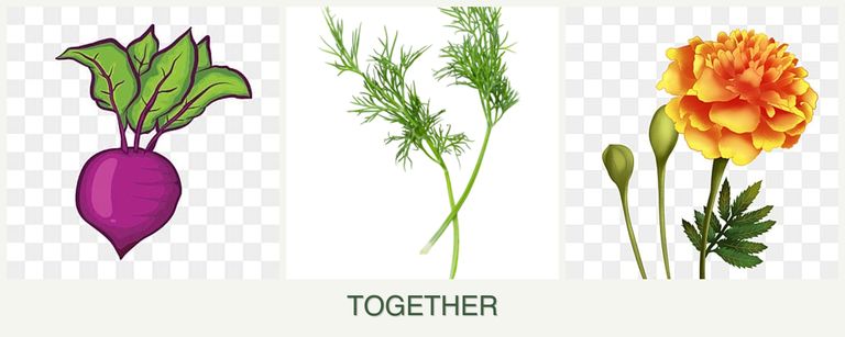 Can you plant beets, dill and marigolds together?