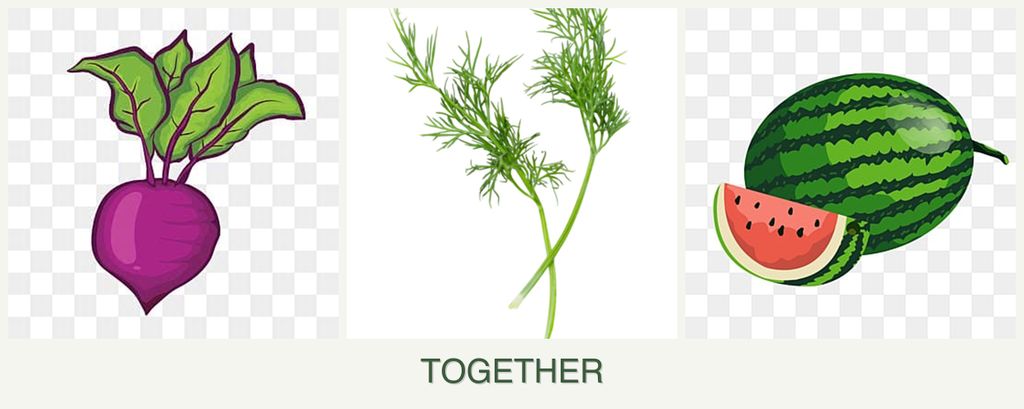 Can you plant beets, dill and melons together?