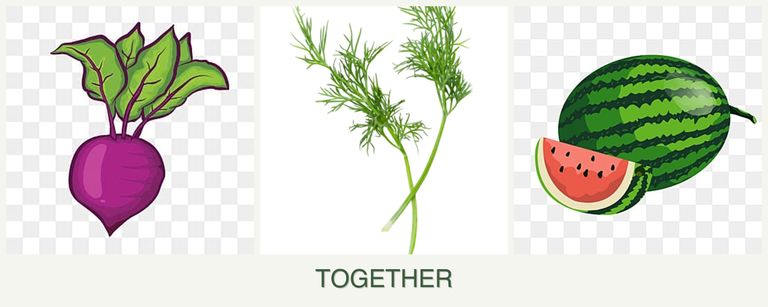 Can you plant beets, dill and melons together?