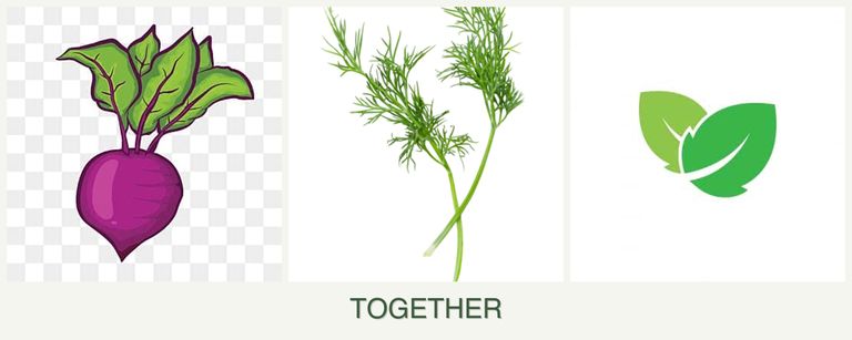 Can you plant beets, dill and mint together?