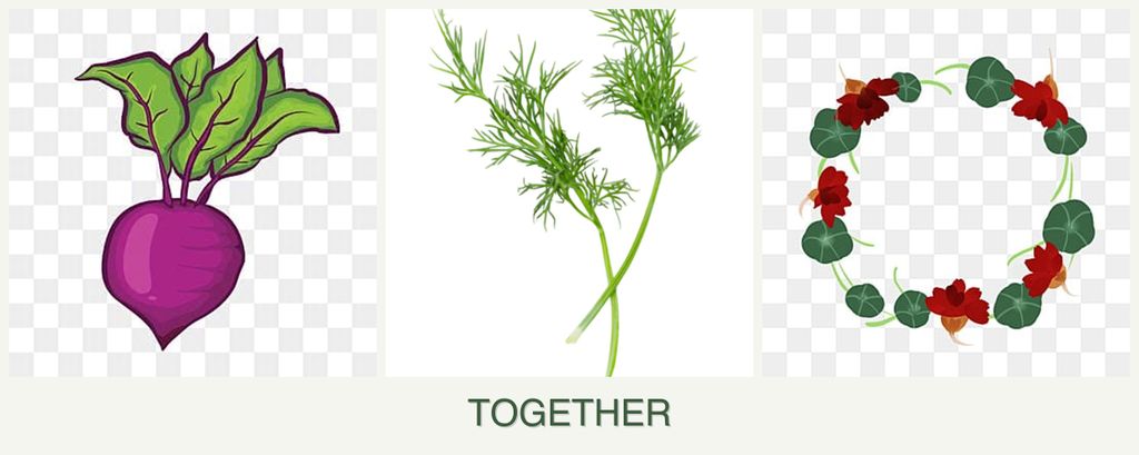 Can you plant beets, dill and nasturtiums together?