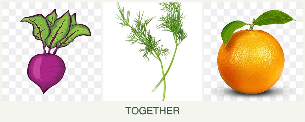 Can you plant beets, dill and oranges together?