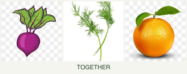 Can you plant beets, dill and oranges together?