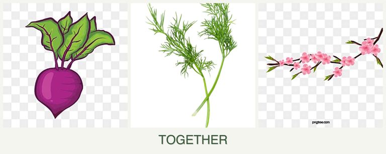 Can you plant beets, dill and peaches together?
