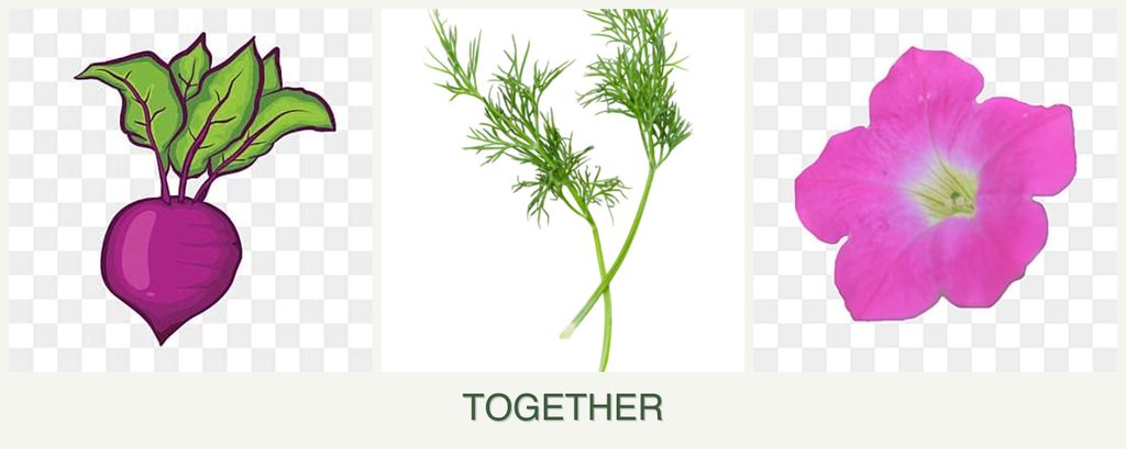 Can you plant beets, dill and petunias together?