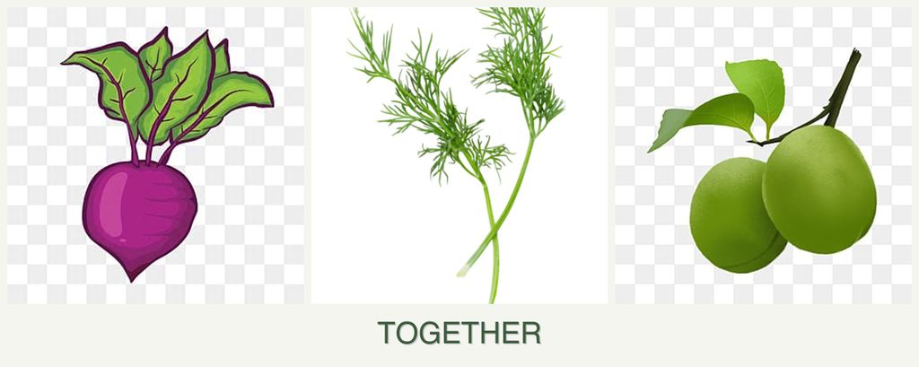 Can you plant beets, dill and plums together?