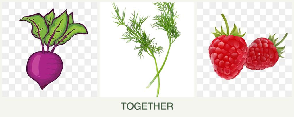 Can you plant beets, dill and raspberries together?