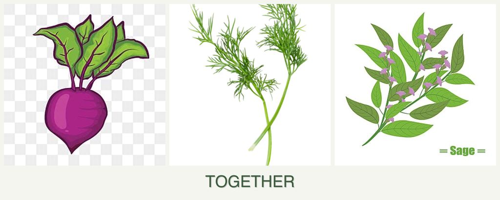 Can you plant beets, dill and sage together?