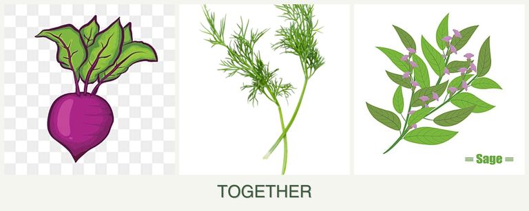 Can you plant beets, dill and sage together?