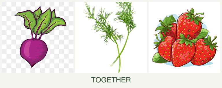 Can you plant beets, dill and strawberries together?