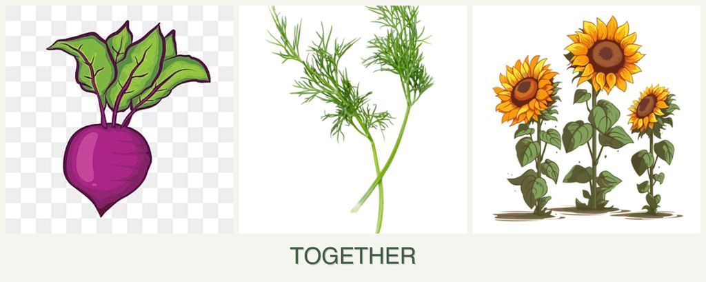 Can you plant beets, dill and sunflowers together?