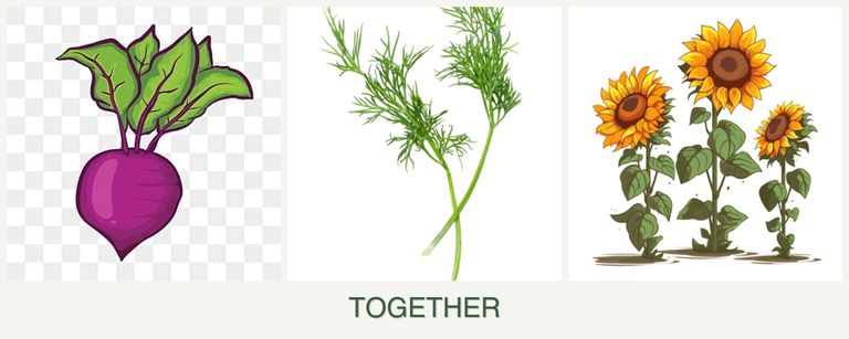 Can you plant beets, dill and sunflowers together?