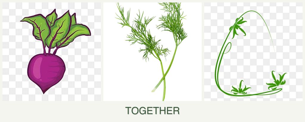 Can you plant beets, dill and tarragon together?