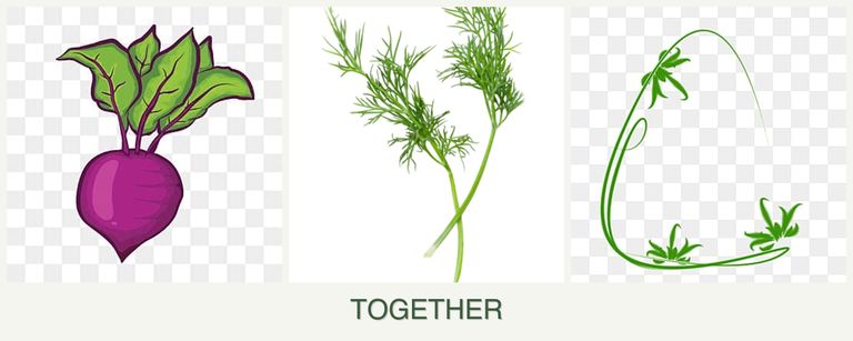 Can you plant beets, dill and tarragon together?