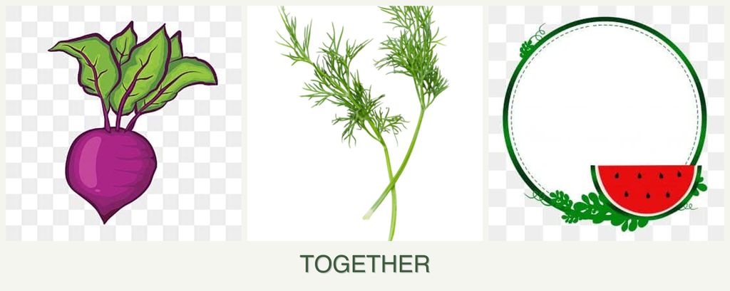 Can you plant beets, dill and watermelons together?
