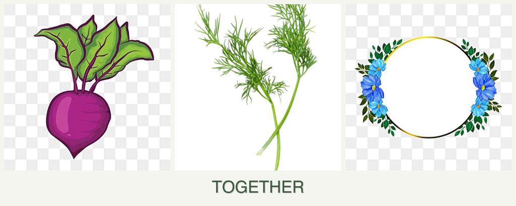 Can you plant beets, dill and zinnias together?