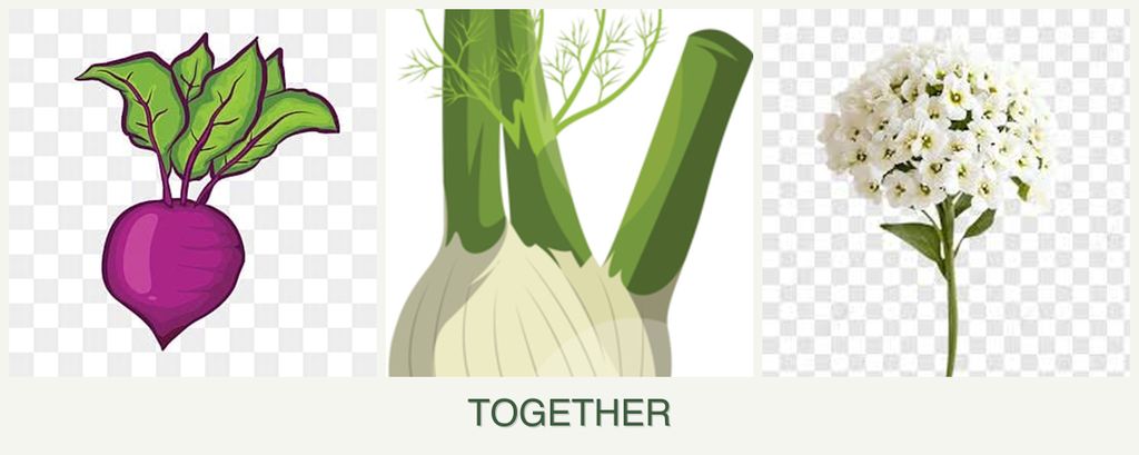 Can you plant beets, fennel and alyssum together?