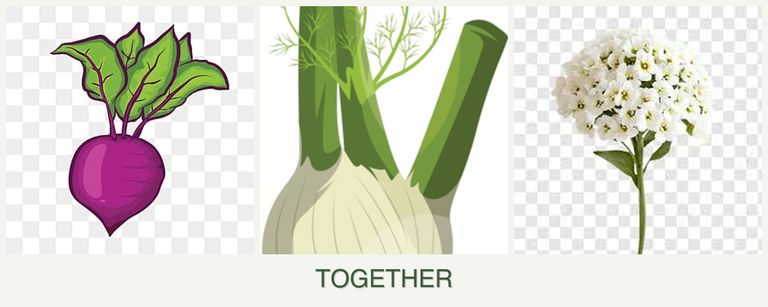 Can you plant beets, fennel and alyssum together?