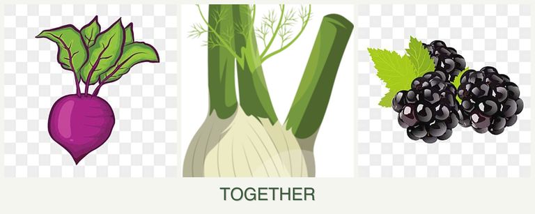 Can you plant beets, fennel and blackberries together?