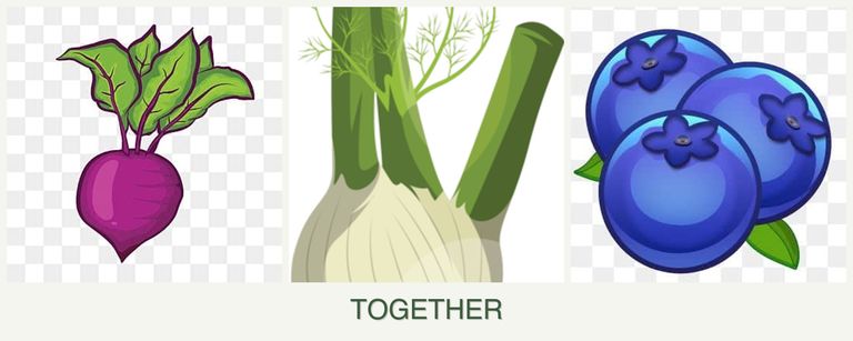 Can you plant beets, fennel and blueberries together?